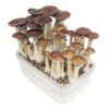 BUY Mexican Magic Mushrooms IN USA ONLINE