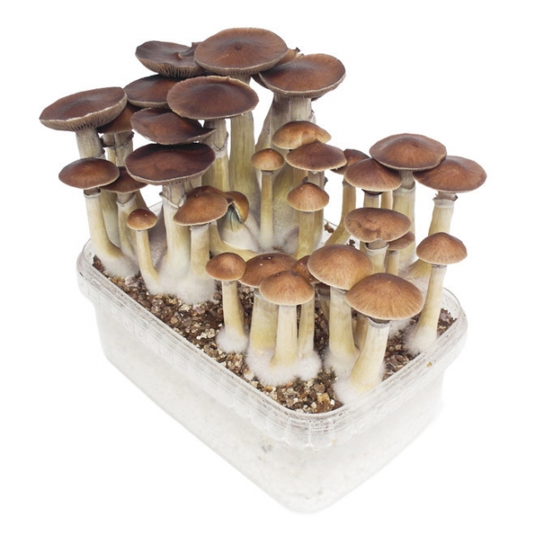 Mexican Magic Mushrooms BUY Mexican Magic Mushrooms IN USA ONLINE
