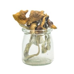 Aztec Gods Magic Mushrooms FOR SALE ONLINE