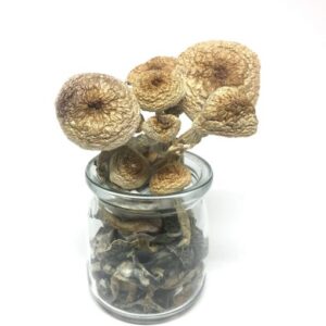 Buy B+ Cubensis Magic Mushrooms ONLINE