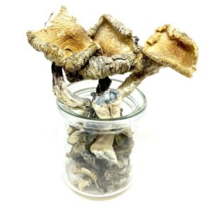 Buy Blue Meanie Magic Mushroom In USA