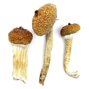 Buy Blue Meanie Magic Mushroom In USA,Canada & Europe Online