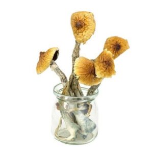 Buy Brazilian Mushroom in Germany Online