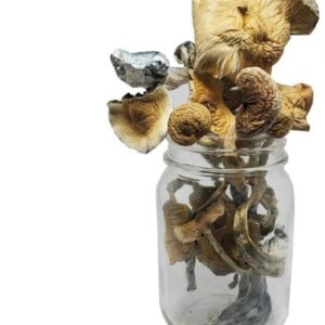 Buy Mexican Dutch King Magic Mushroom In USA,Canada & Europe Online