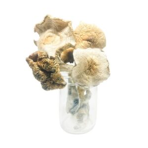 Golden Teacher Magic Mushrooms FOR SALE FINLAND
