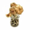 Buy Golden Teacher Mushroom In USA,Canada & Europe Online