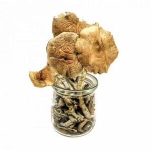 Buy Golden Teacher Mushroom In USA,Canada & Europe Online