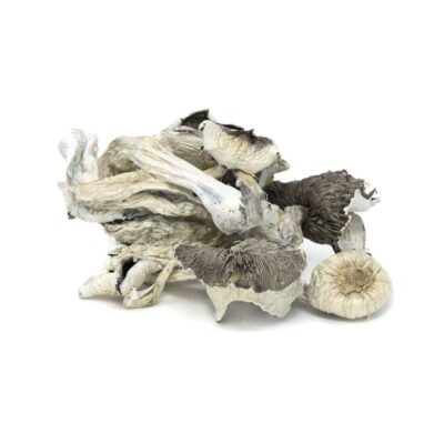 Buy Great White Monsters Magic Mushrooms In USA,Canada & Europe Online Great White Monsters Magic Mushrooms