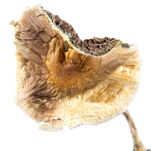 Buy Aztec Gods Magic Mushrooms In USA,Canada & Europe Online