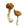Buy Malaysian Magic Mushrooms In USA,Canada & Europe Online