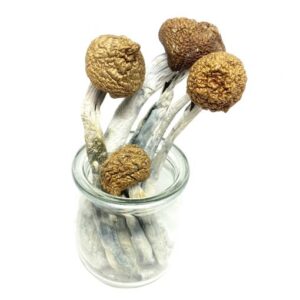 McKennaiis Magic Mushroom FOR SALE ITALY