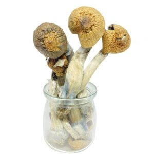 Mexican Dutch King Magic Mushroom FOR SALE USA