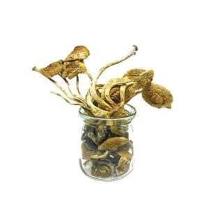 Number 1 Mexican Magic Mushrooms Shop In USA,Canada & Europe Online BUY Mexican Magic Mushrooms Shop In USA,Canada & Europe Online