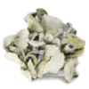 Buy White Avery Albino Magic Mushrooms In USA,Canada & Europe Online