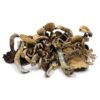 Buy Golden Teachers Magic Mushrooms In USA,Canada & Europe Online