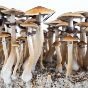 Buy McKennaii Magic Mushroom In USA,Canada & Europe Online